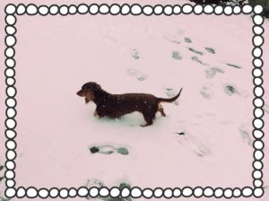 犬と雪