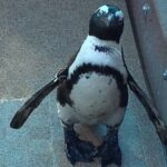 【横浜】ヨコフェスまであと1か月！