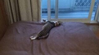 【八王子校】猫ひろいました