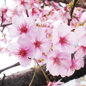 【新宿校】桜の季節になりました！