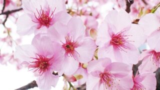 【代々木校】桜の季節になりました！