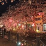 【京都校】夜のお花見