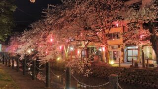 【京都校】夜のお花見