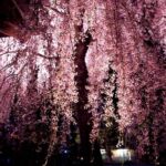 【代々木校】桜の季節♪お花見日和(^O^)