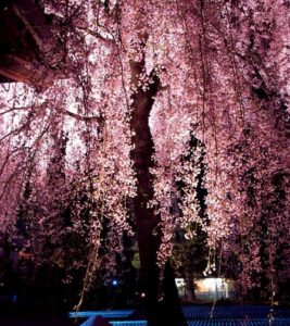 【新宿校】桜の季節♪お花見日和(^O^)