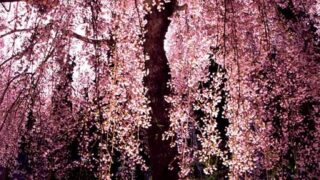 【代々木校】桜の季節♪お花見日和(^O^)