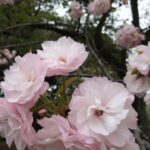 春の歌といえば？