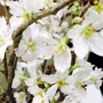 【横浜校】今年もこの季節が･･･