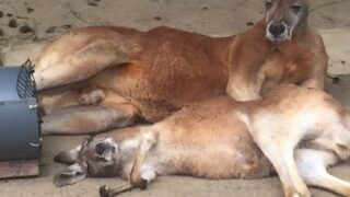 【高田馬場校】動物たちは私の先生