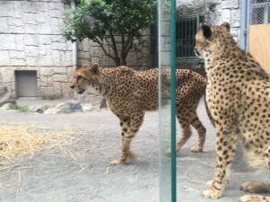 【新宿校】動物たちは私の先生