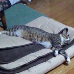 【八王子】もうおじいちゃんなんだと思います