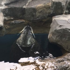 【八王子校】雨の日は水族館！