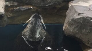 【八王子校】雨の日は水族館！