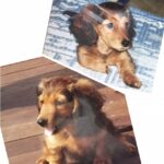【代々木校】2018年は愛犬に学ぶ年★☆