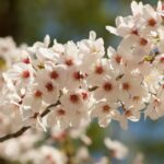 【横浜校】そろそろお花見の季節？？