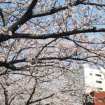 桜満喫しました