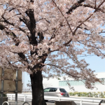 Spring of the test! ! !
