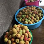 初夏の便り
