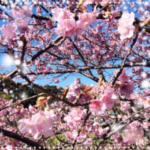 【新宿校】花粉症の季節がやってきました