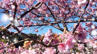 【高田馬場校】花粉症の季節がやってきました