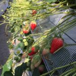 【八王子校】苺狩りと猫