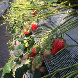 【八王子校】苺狩りと猫