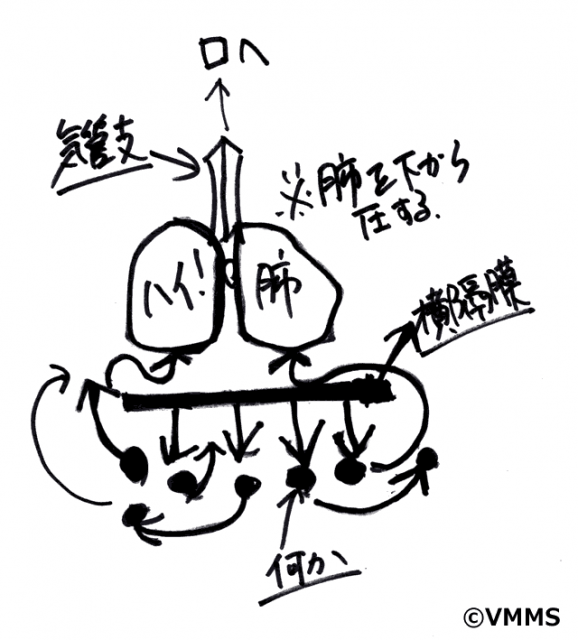 腹式呼吸の練習は簡単？そのやり方のコツは横隔膜にあり