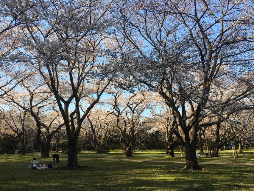 【八王子校】肌寒い日のお花見