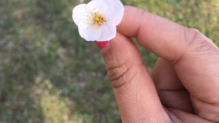 【八王子校】肌寒い日のお花見