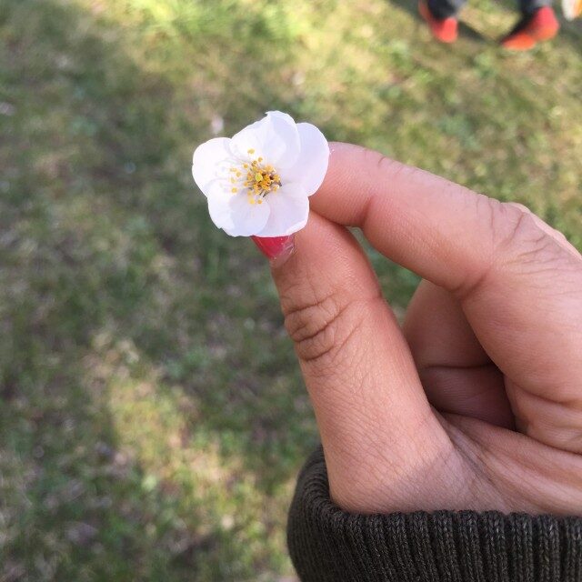 【八王子校】肌寒い日のお花見