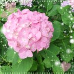 【高田馬場校】紫陽花に癒されてます☆