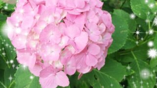 【高田馬場校】紫陽花に癒されてます☆