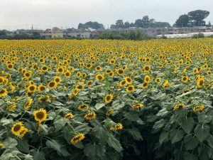 【名古屋校】夏の思い出