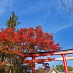 【高田馬場校】紅葉を見に行こうよう！！