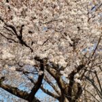 【高田馬場校】お花見気分♪
