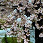 10_best_songs_associated_with_cherry_blossoms