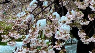 10_best_songs_associated_with_cherry_blossoms