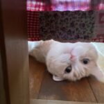 kyoto-school-cats-are-very-cute
