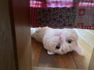 kyoto-school-cats-are-very-cute