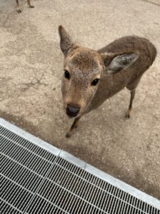 【京都校】一年ぶりの奈良観光はハプニングです！？